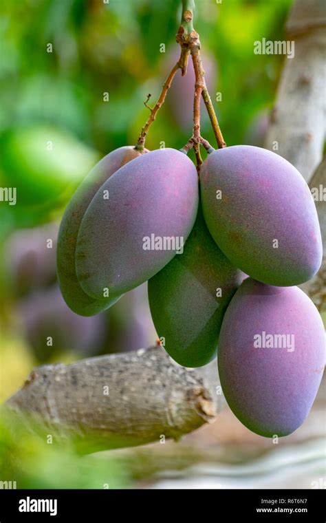 Tropical Mango Tree With Big Ripe Mango Fruits Growing In Orchard On