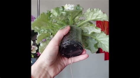 Фіалочки DS-Изабель та ЕК-Рубин в Изумруде - YouTube