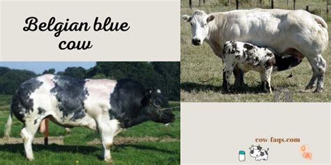 Belgian blue cow