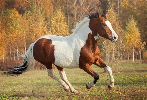 11 Fascinating Paint Horse Facts You Probably Didn't Know