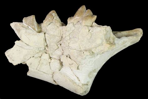 Rare, 2.4" Fossil Bear Dog (Daphoenus) Jaw Section - South Dakota For ...