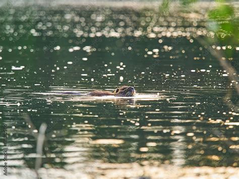 An Albino Nutria Is An Invasive Species In Europe Stock Photo Adobe Stock