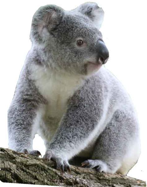 Koala | Amazing Facts + Habitat + Diet | And More - Science4Fun