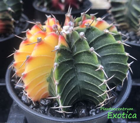 Gymnocalycium Mihanovichii Variegata Plantencentrum Exotica