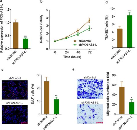 Pxn As1 L Knockdown Inhibited Nsclc Cell Proliferation And Migration A