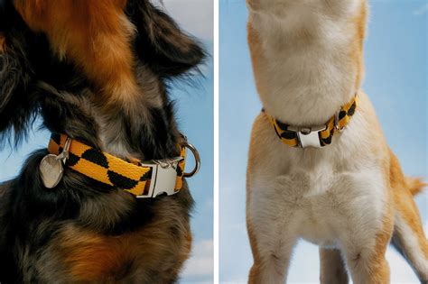 Put Your Dogs Best Paw Forward With Collars By Parks Best