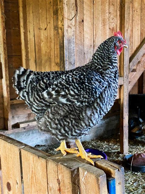 Barred Plymouth Rock Chicken Stock Image Image Of White Plymouth