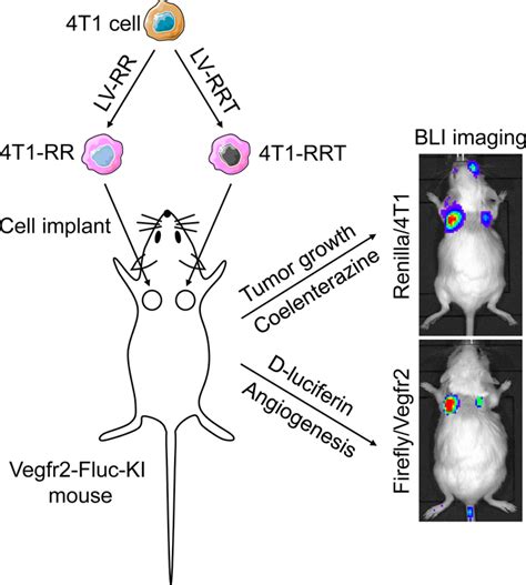 Dual Bioluminescence Imaging Of Tumor Progression And Angiogenesis JoVE