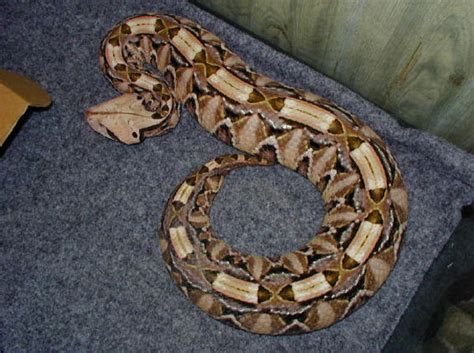 Gaboon Viper Facts and Pictures | Reptile Fact