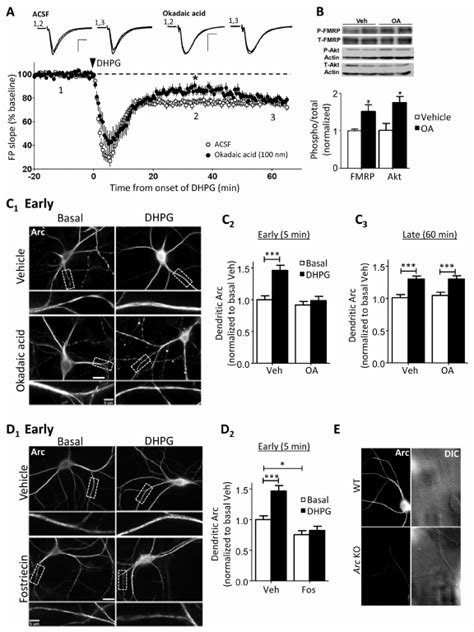 Pp A Inhibitors Reveal A Rapid Early Phase Of Mglur Induced Ltd And