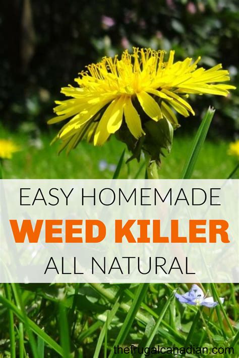 Diy Easy Homemade Natural Weed Killer Frugal Canadians