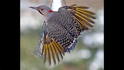 Northern Flicker Woodpecker Sound Calling And YouTube