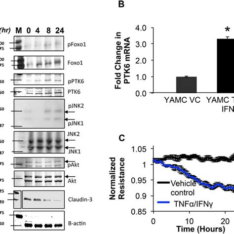 Tnfαifnγ Mediated Barrier Dysfunction Involves Activation Of Ptk6 Download Scientific Diagram