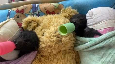 Baby Black flying fox (Pteropus alecto) having a snooze after a bottle ...