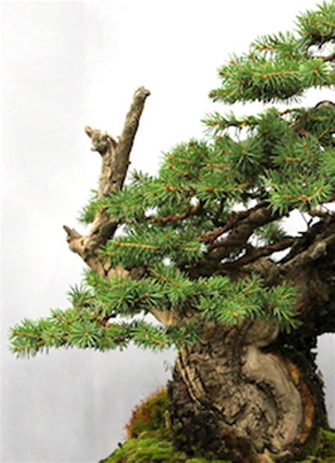 A Powerful Colorado Blue Spruce Bonsai & Its Story of Age & Hardship ...