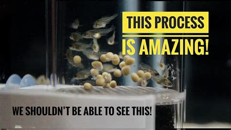 A Beautiful Process From Cichlid Eggs To Cichlid Fish In Days