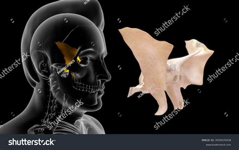 Human Sphenoid Bone Anatomy 3d Illustration 库存插图 2050070438 Shutterstock