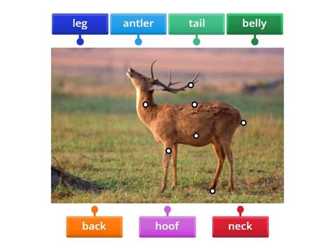 Deer Labelled Diagram