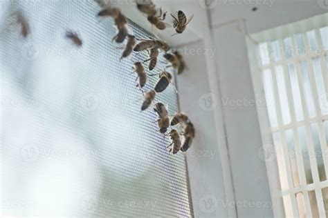 Honey Bee Drones On Walls Of The Adversary Before Sperm Collection