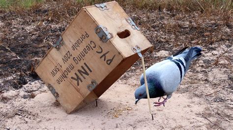 The Easiest Pigeon Trap By Using Wood Box Simple Bird Trap That Work