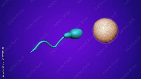 Animation Sperm And Fertile Human Egg Insemination Concept In Vitro