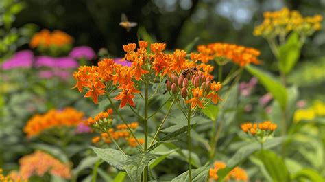 How To Grow And Care For Butterfly Weed Easily