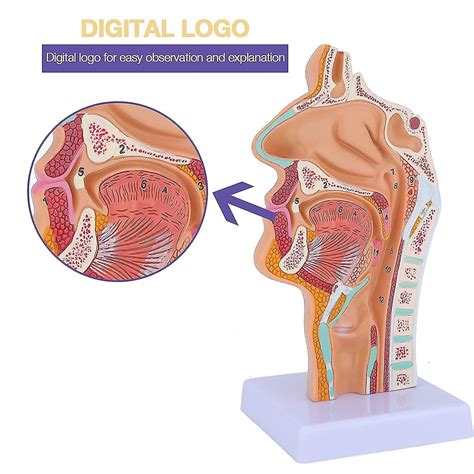 Nasal Cavity Throat Anatomy Model Human Anatomical Pharynx Larynx Model