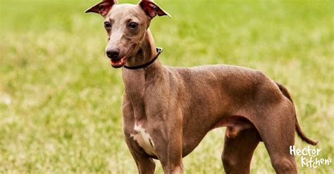 Petit lévrier italien Le chien le plus agile du monde