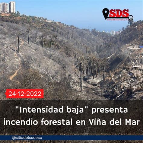 Vina Del Mar wildfires devastate Jubaea's in native habitat ...