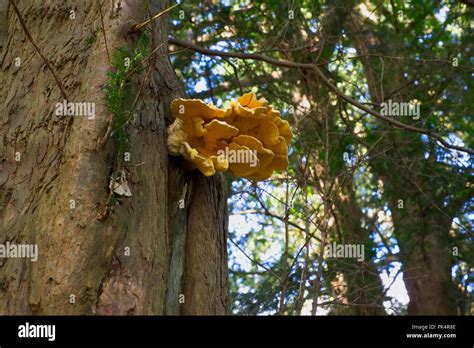 Yellow Tree Fungi Hi Res Stock Photography And Images Alamy