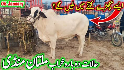 Multan Cow Mandi Gahak Gaib Multan Janwar Mandi Saturday Latest