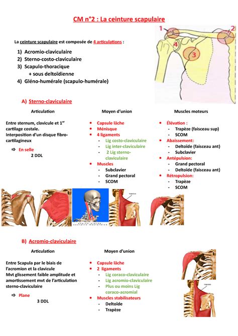 CM N2 La Ceinture Scapulaire CM N2 La Ceinture Scapulaire La