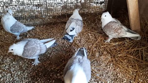 Fancy Pigeons Classic Old Frills Satinettes Youtube