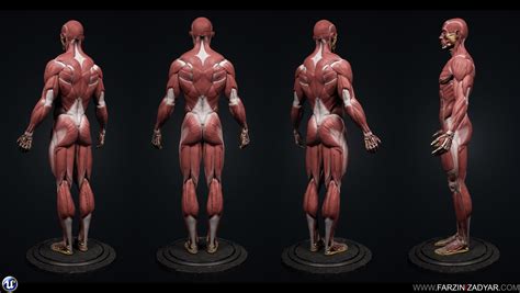 Human Anatomy Kit Polycount