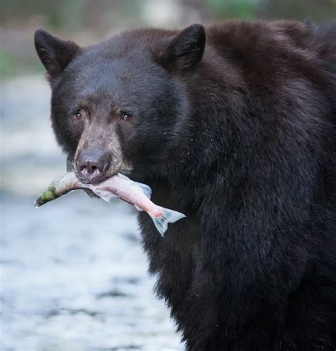 Black Bears In Missouri Missouris Natural Heritage Washington