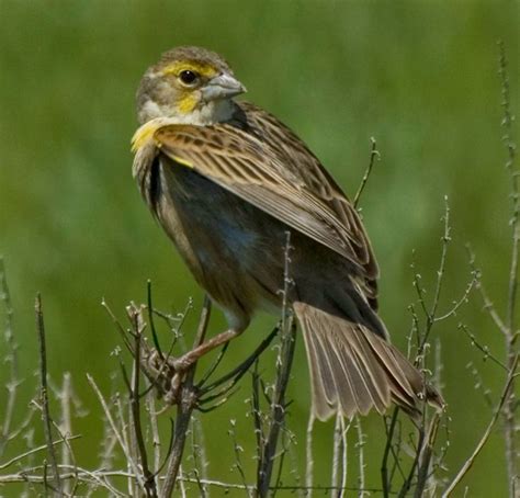 Louisiana birds | SW Louisiana Birds | Louisiana, Birds, Animals