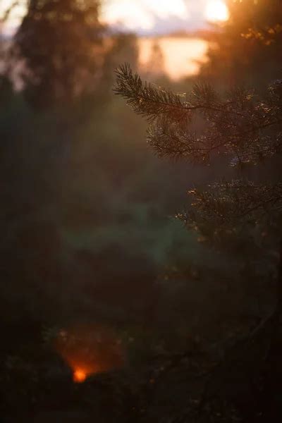 Sonnenuntergang im wald Stock Photos, Royalty Free Sonnenuntergang im wald Images | Depositphotos