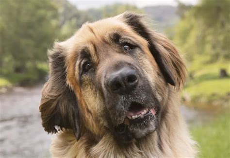 Leonberger Cross German Shepherd