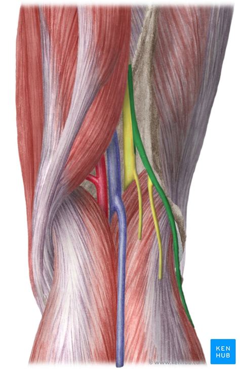 Superficial Fibular Nerve Branch Branches Posterior Tibial Recurrent