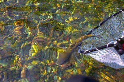 Fishing In Whitefish, MT | Montana Fishing Guides