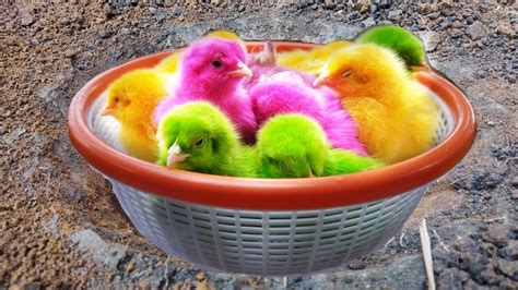 Menangkap Anak Ayam Lucu Ayam Rainbow Kelinci Marmut Hamster Ayam