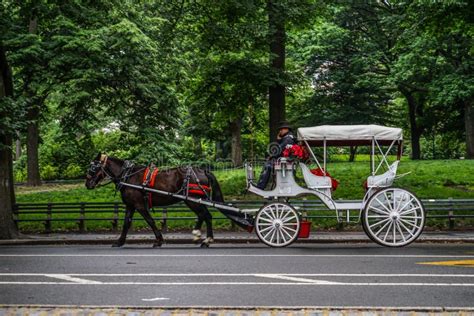 Central Park Horse-drawn Carriage Stock Image - Image of green, park ...