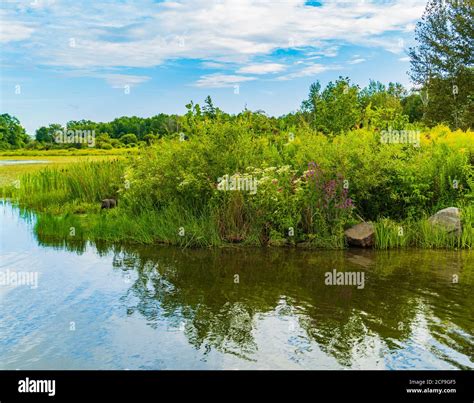 Marshy Plants Hi Res Stock Photography And Images Alamy