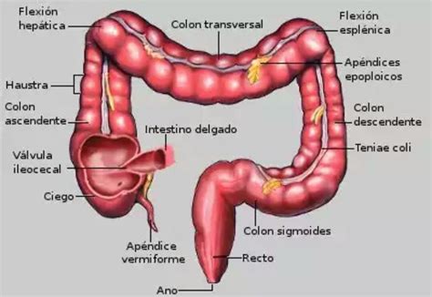 Anatom A Del Intestino Grueso Segunda Parte Huesos Anatomia