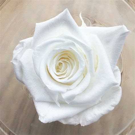 Dried Preserved Roses 2 7cm White Real Immortal Flower