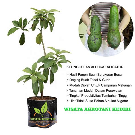 Pohon Alpukat Dalam Pot