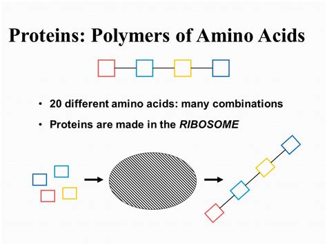 Amino Acid Polymer