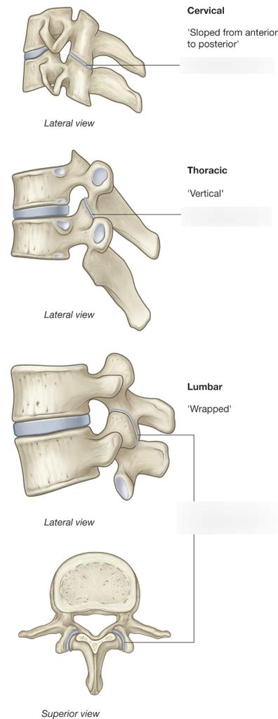 Human Anatomy Vertebral Joints Diagram Quizlet