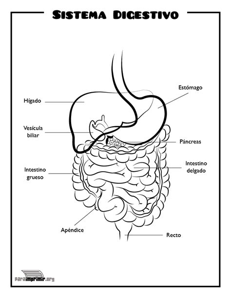 Sistema Digestivo Para Imprimir El Sistema Digestivo Es El Conjunto De