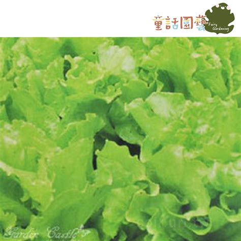 【全館590免運】半結球萵苣種子 大陸妹福山萵苣~ Lettuce 蔬菜 蔬菜種子 家庭園藝 童話園藝 蝦皮購物